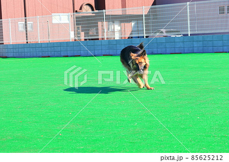 ドッグランで遊ぶ大型犬 シェパード ドッグランで遊ぶ大型犬 シェパード 85625212