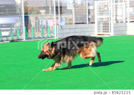 ドッグランで遊ぶ大型犬　シェパード 85625215