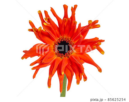Top view of an orange yellow Spider Gerbera, isolated on white 85625254
