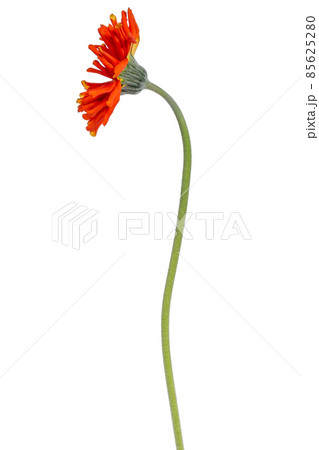 Side view of an orange yellow Spider Gerbera, isolated on white 85625280