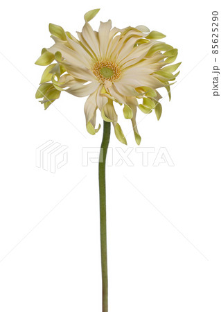Side top view of a yellow lime Spider Gerbera, isolated on white 85625290