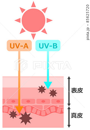 太陽の紫外線が肌細胞にダメージを与えるイラストのイラスト素材