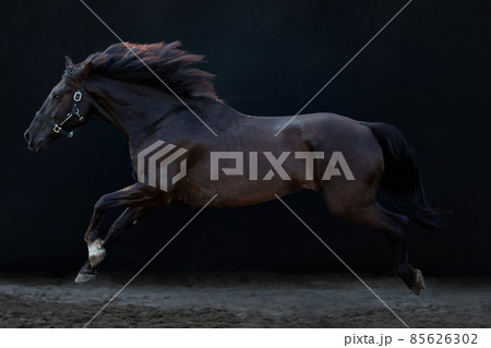 Galloping horse horse, on a black background. 85626302