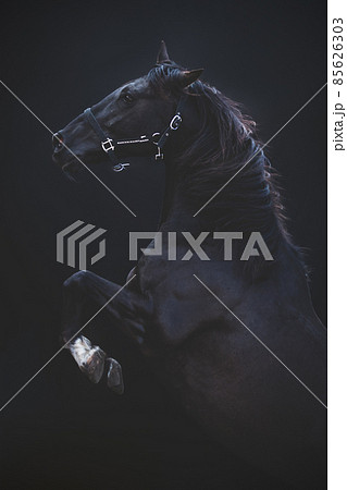 Big prancing horse, on a black background. 85626303