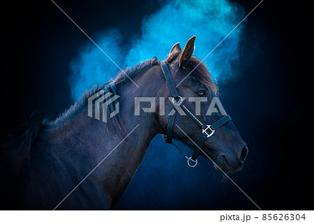 Side view of a big horse on a black background with blue powder 85626304