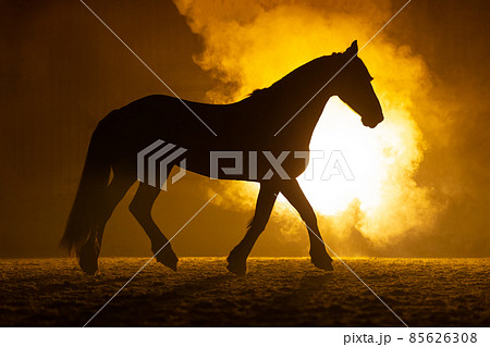 Black silhouette of a trotting horse with a orange background 85626308