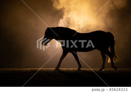 Black silhouette of a trotting Haflinger horse with a orange background 85626323