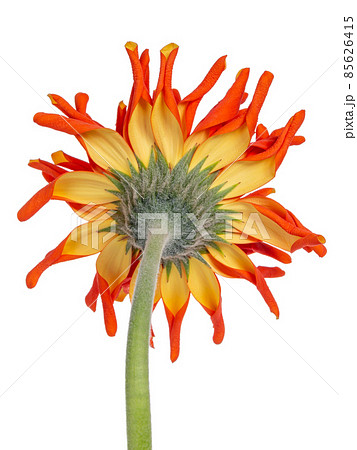 Backside of an orange yellow Spider Gerbera isolated on white 85626415