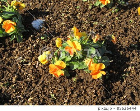 可愛いオレンジ色の花はビオラの花 可愛いオレンジ色の花はビオラの花 85626444