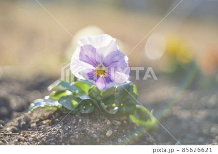 輝くパンジー 85626621