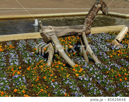 可愛いオレンジ色と空色の花はビオラの花 可愛いオレンジ色と空色の花はビオラの花 85626648