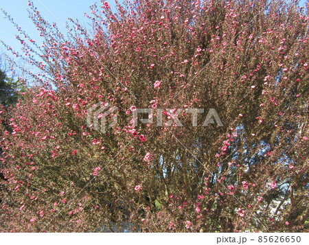 冬に咲くギョリュウバイの桃色の花 冬に咲くギョリュウバイの桃色の花 85626650