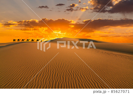 Camel caravan in the desert on a sand dune at sunset 85627071