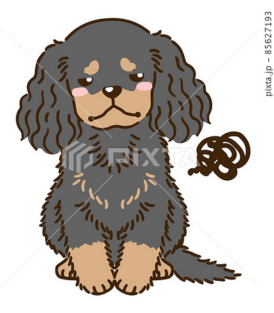 不満があるアメリカンコッカースパニエル(ブラックタン) 不満があるアメリカンコッカースパニエル(ブラックタン) 85627193