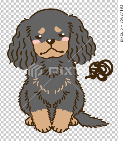 不滿意的美國可卡犬（黑色和棕褐色） 85627193