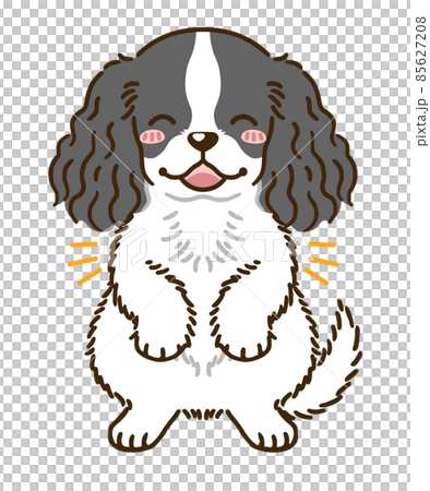 American Cocker Spaniel (Black & White) 85627208