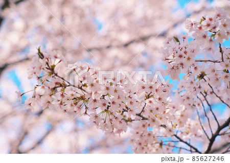 桜満開 桜満開 85627246