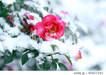 雪の中で咲くピンク色の山茶花 雪の中で咲くピンク色の山茶花 85627261