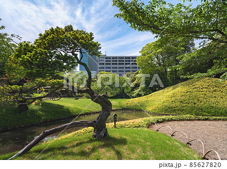 [東京・後楽園] 滑らかなカーブを描く小石川後楽園の黒松と大泉水。 85627820