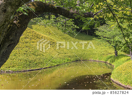 [東京・後楽園] 滑らかなカーブを描く小石川後楽園の大泉水と桜の木。 85627824