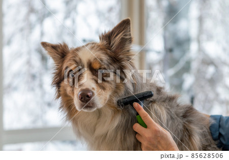 Border Collie is groomed by by professional groomer. Border Collie is groomed by by professional groomer. 85628506