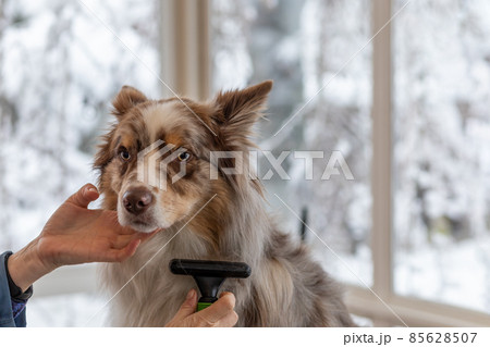 Trimming Border Collie by professional groomer. 85628507