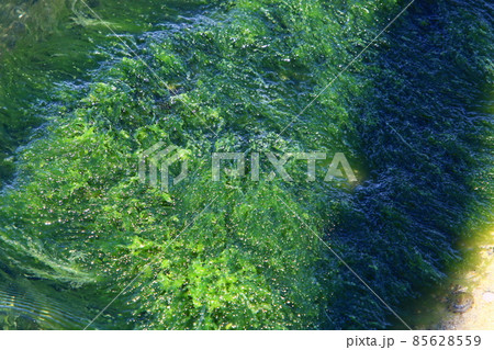 Green algae on the Mediterranean Sea in northern Israel 85628559