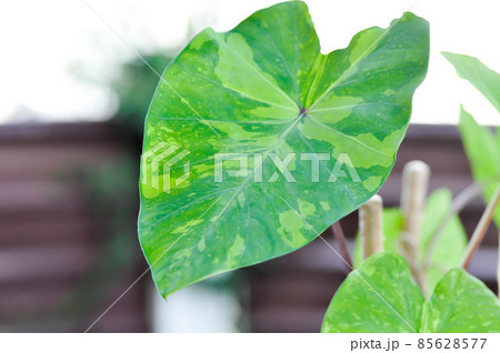 Colocasia esculenta, Lemon Lime Gecko or Colocasia 85628577