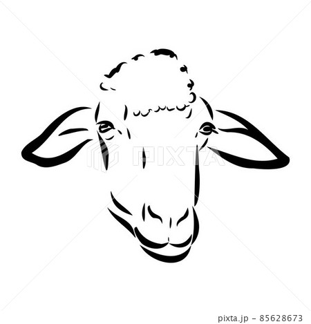 Sheep sketch style. Hand drawn illustration of beautiful black and white animal. Line art drawing in vintage style. Realistic image. Sheep sketch style. Hand drawn illustration of beautiful black and white animal. Line art drawing in vintage style. Realistic image. 85628673