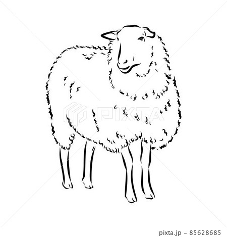 Sheep sketch style. Hand drawn illustration of beautiful black and white animal. Line art drawing in vintage style. Realistic image. Sheep sketch style. Hand drawn illustration of beautiful black and white animal. Line art drawing in vintage style. Realistic image. 85628685
