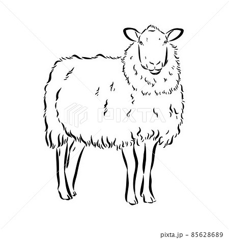 Sheep sketch style Hand drawn illustration of beautiful black and white  animal Line art drawing in vintage style Realistic image Stock Vector   Adobe Stock