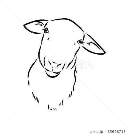 Sheep sketch style. Hand drawn illustration of beautiful black and white animal. Line art drawing in vintage style. Realistic image. 85628713