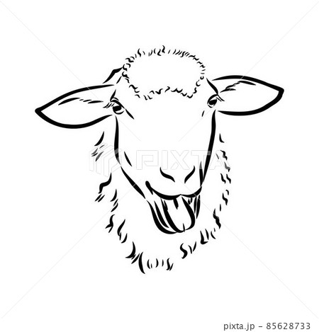 Sheep sketch style. Hand drawn illustration of beautiful black and white animal. Line art drawing in vintage style. Realistic image. Sheep sketch style. Hand drawn illustration of beautiful black and white animal. Line art drawing in vintage style. Realistic image. 85628733