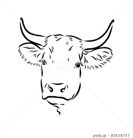 Isolated cow eating grass on a white background. Black and white sketch line silhouette vector illustration. Isolated cow eating grass on a white background. Black and white sketch line silhouette vector illustration. 85628757