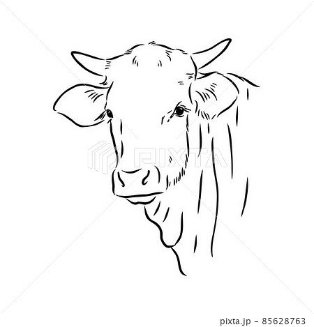 Isolated cow eating grass on a white background. Black and white sketch line silhouette vector illustration. 85628763