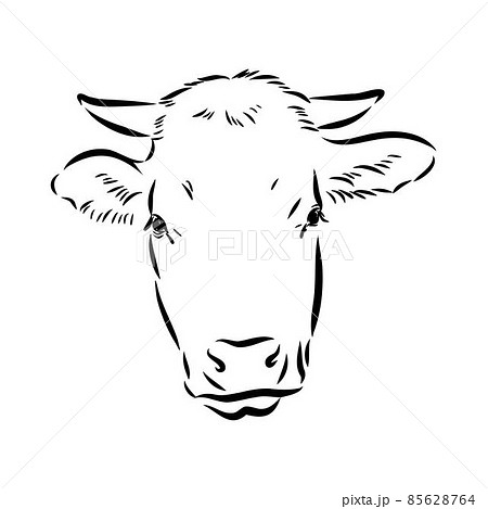 Isolated cow eating grass on a white background. Black and white sketch line silhouette vector illustration. Isolated cow eating grass on a white background. Black and white sketch line silhouette vector illustration. 85628764