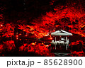 紅葉の夜景 85628900