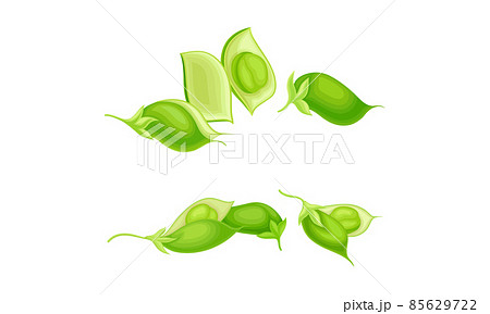 Green Pod of Chickpea as Annual Legume Plant with Green Proteinic Pea Inside Vector Set 85629722