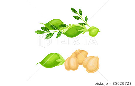 Chickpea Beige Pile with Green Pod as Annual Legume Plant Vector Set 85629723