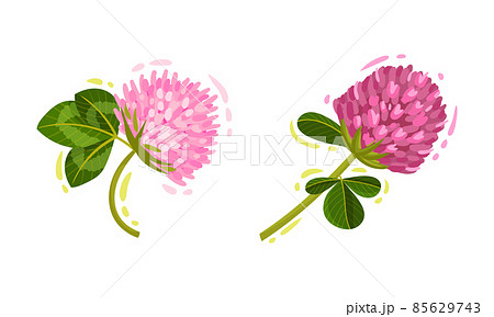 Pink Trifolium or Clover Flower Head on Green Stem with Trifoliate Leaves Vector Set Pink Trifolium or Clover Flower Head on Green Stem with Trifoliate Leaves Vector Set 85629743