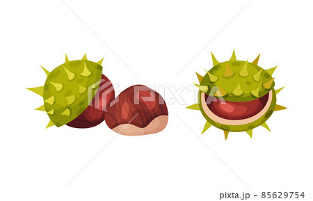 Chestnut With Thorned Cracked Shell Showing のイラスト素材