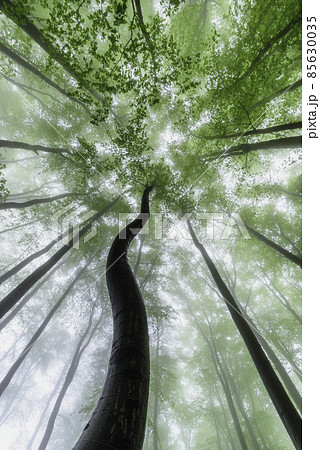 Spring green forest Spring green forest 85630035