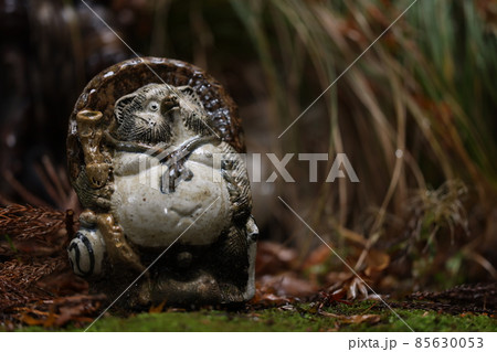 信楽焼きの狸が見上げる 信楽焼きの狸が見上げる 85630053