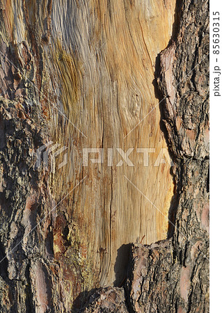 Eastern white pine Eastern white pine 85630315