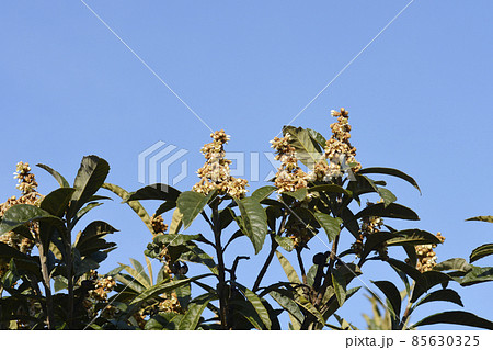 Japanese medlar 85630325