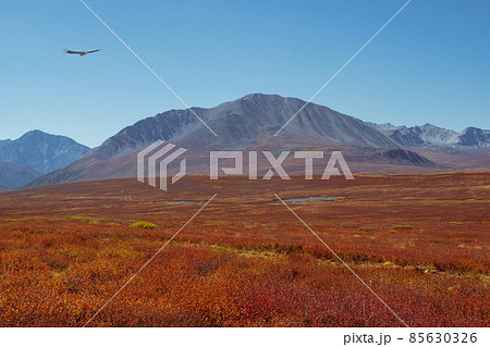 Bright red autumn mountain valley. Harsh mountain nature with sparse vegetation. Remote mountain area. Minimalistic landscape with Altai Mountains. 85630326