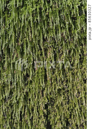 Rosemary leaves 85630327