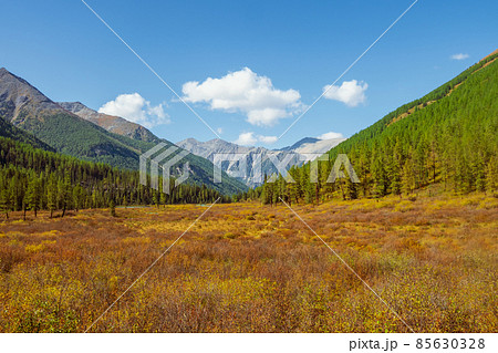 Bright sunny autumn landscape with sunlit gold valley with green fir trees on mountainside under blue sky. Awesome alpine scenery with beautiful mountains in golden sunshine in autumn colors. 85630328