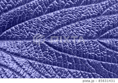 Deeply veined leaf background in trendy color of the year 2022 very peri. Deeply veined leaf background in trendy color of the year 2022 very peri. 85631431