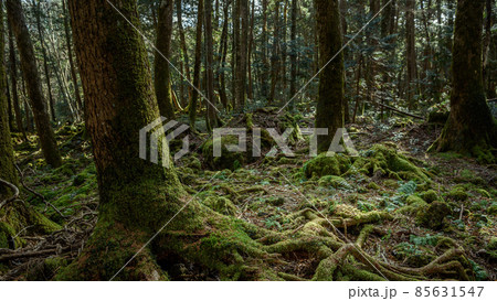 富士山麓・広大な青木ヶ原樹海の木々 85631547